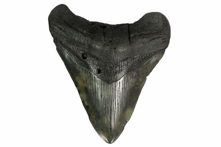 Fossil Megalodon Tooth - South Carolina #168000